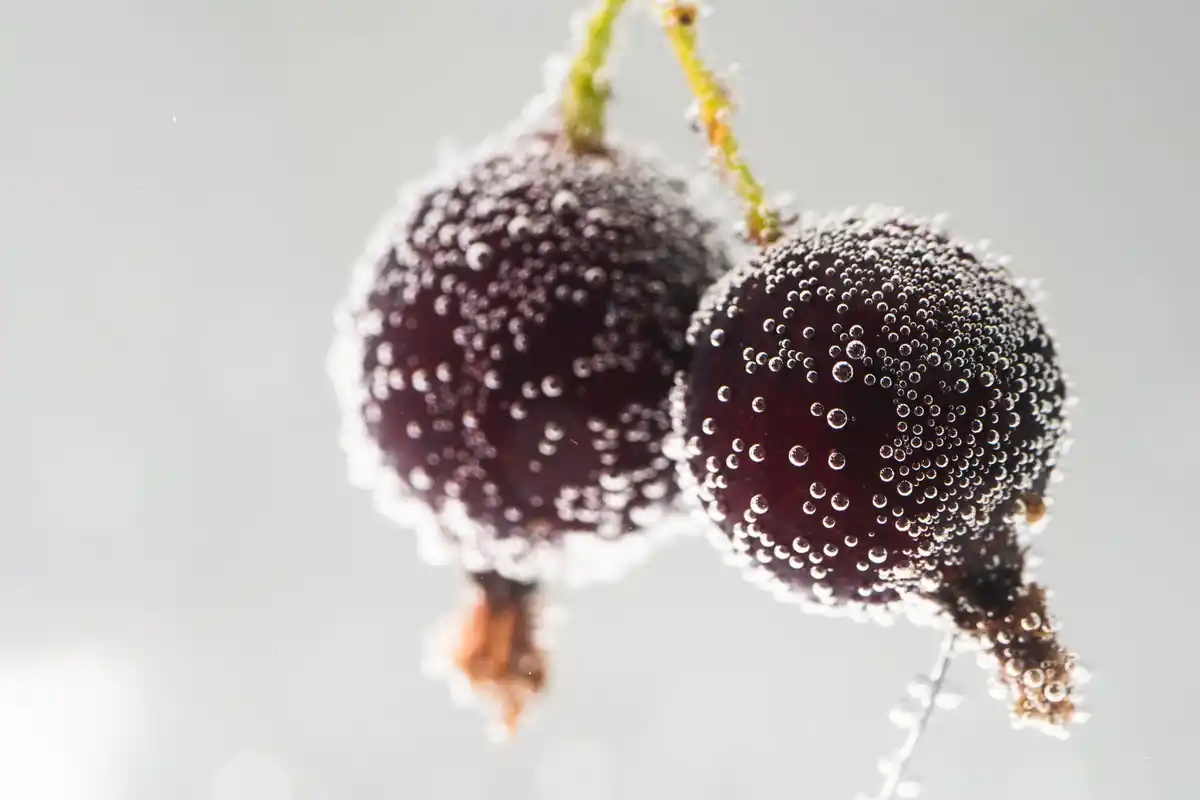 black currant bush covered with snow