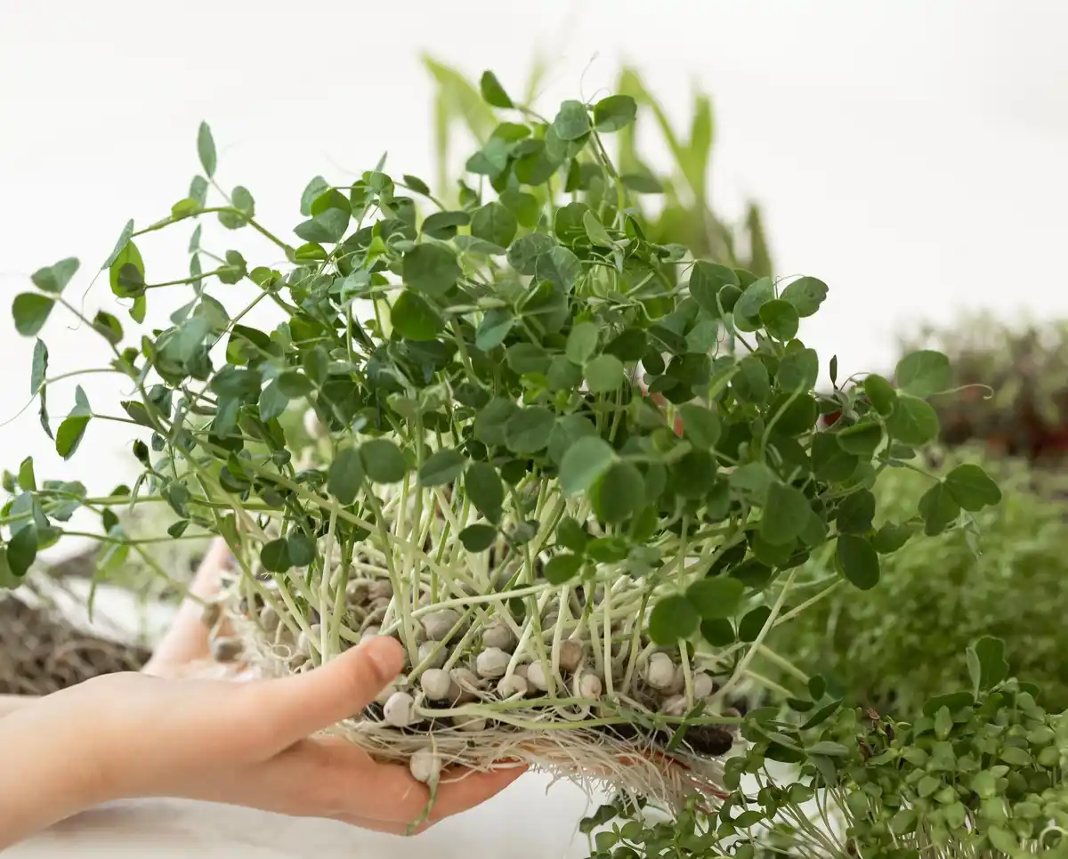 microgreen herbs home vertical garden Czech style