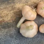 organic garlic growing czech garden