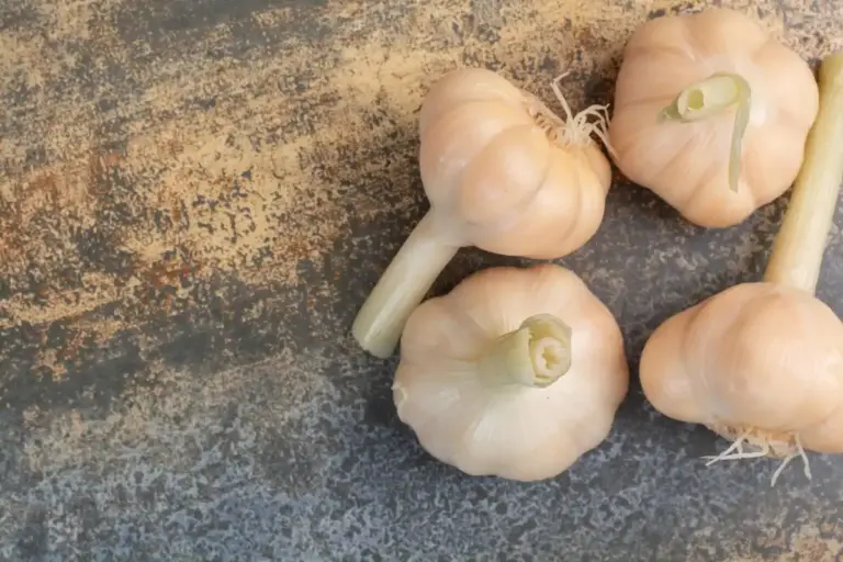 organic garlic growing czech garden