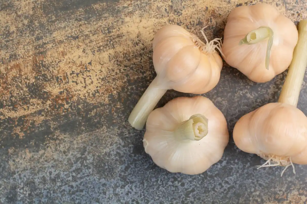 organic garlic growing czech garden