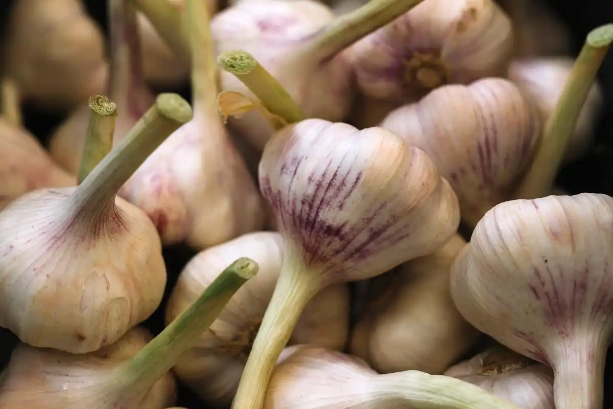 czech garlic field closeup harvesting natural garden