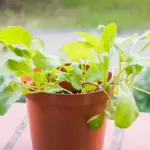 garlic plant growing in pot indoors