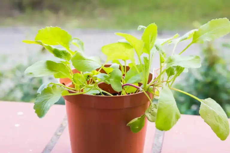 garlic plant growing in pot indoors