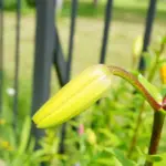 banana peel plant fertilizer home use