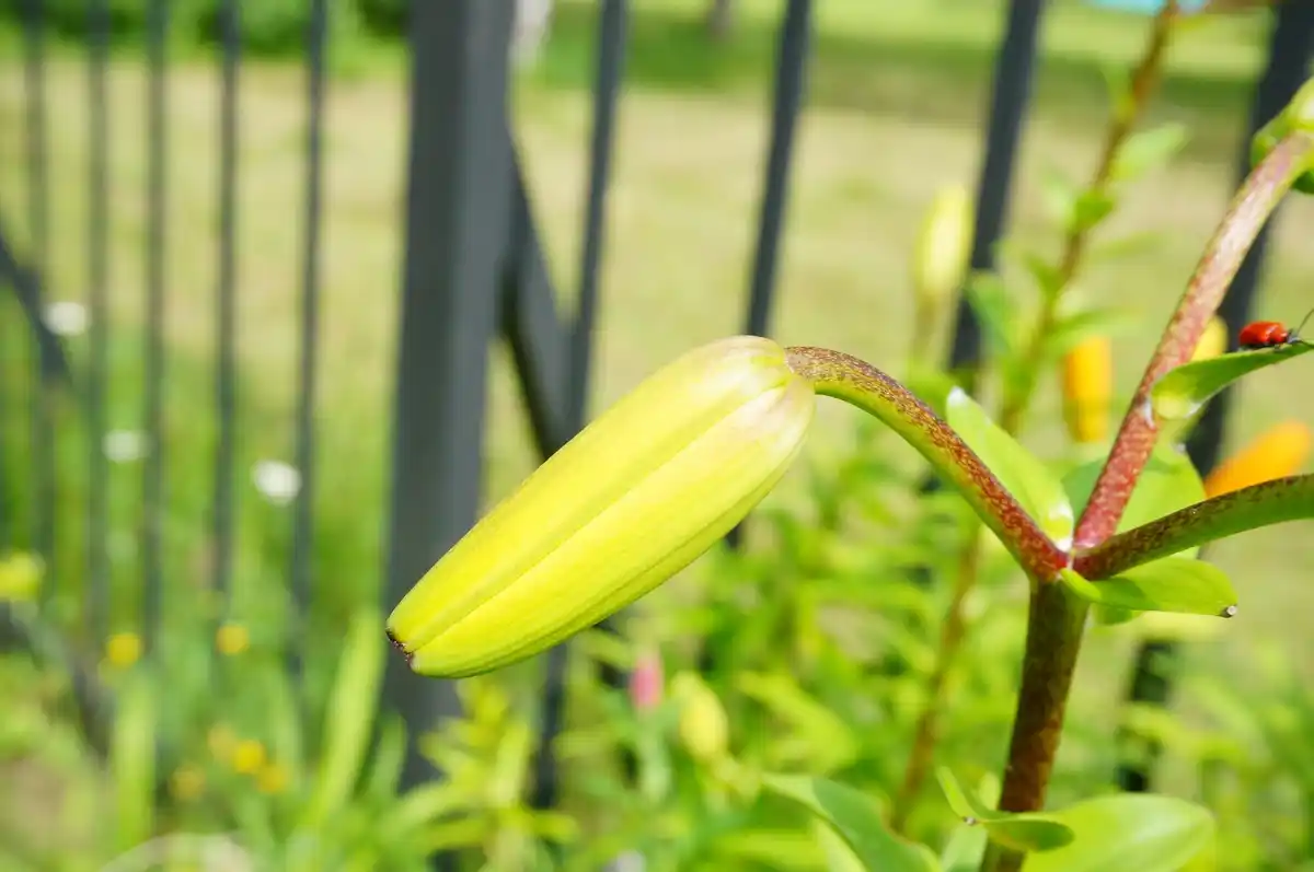 banana peel plant fertilizer home use