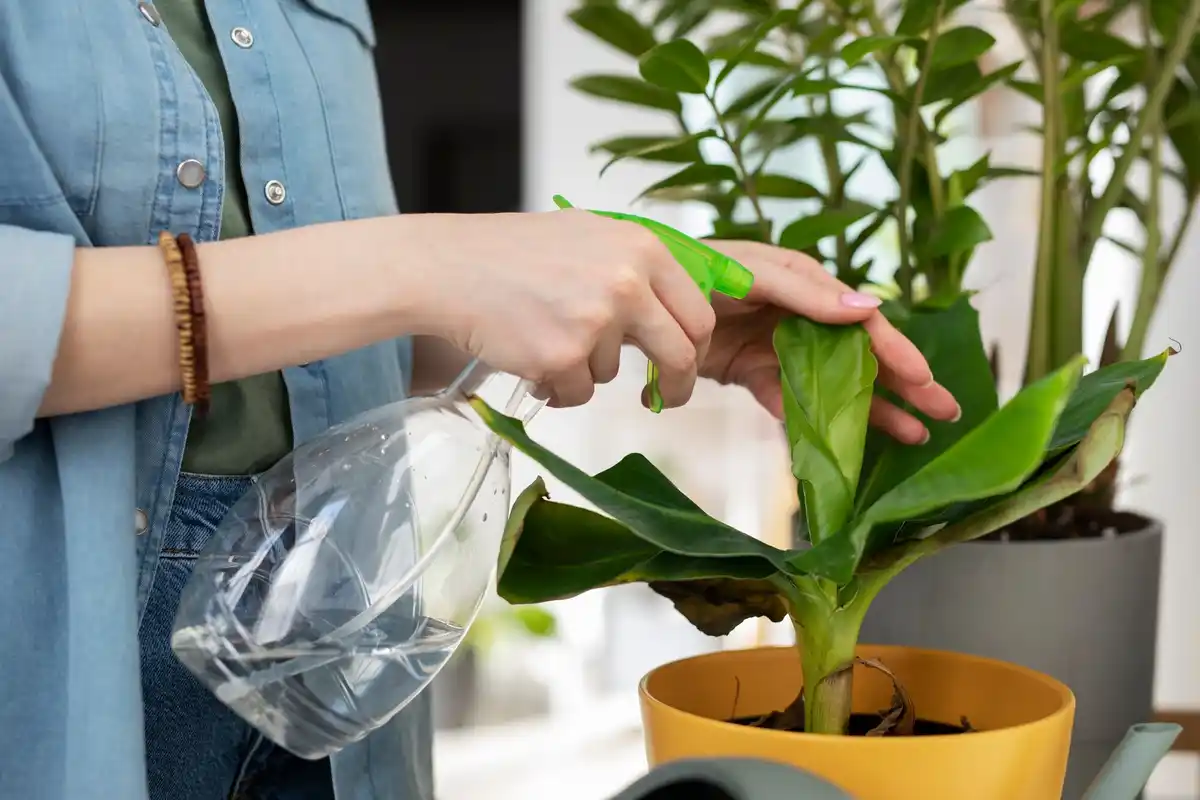 person cleaning houseplant leaves with banana peel