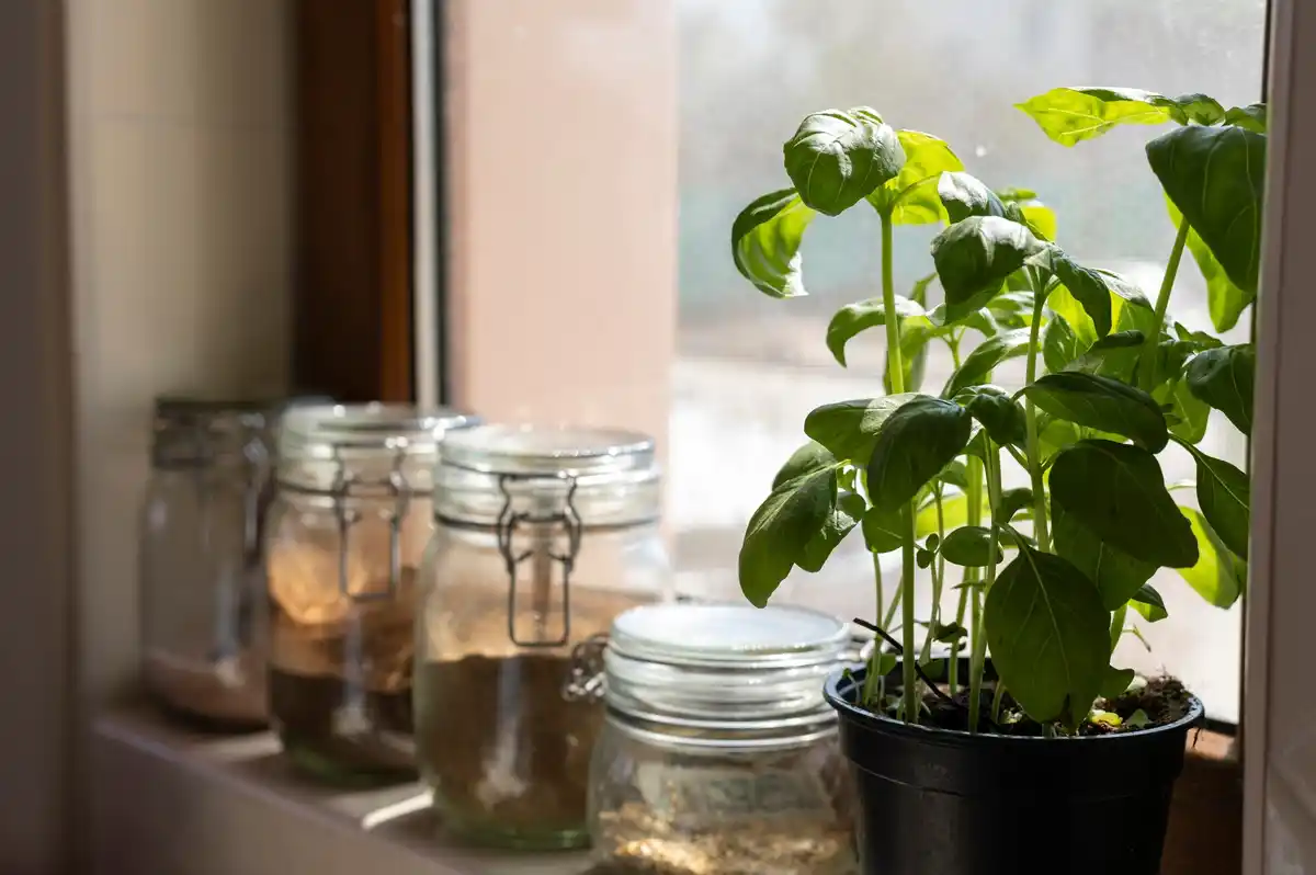 coffee grounds apartment plants fertilizer czech