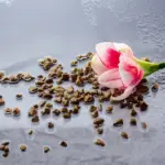 coffee grounds as fertilizer for roses czech garden
