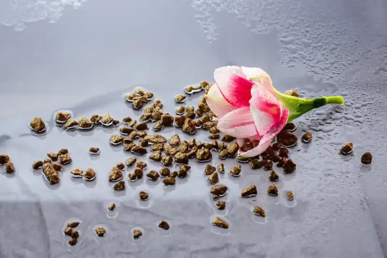 coffee grounds as fertilizer for roses czech garden
