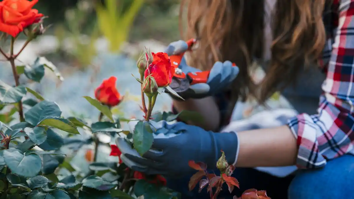 roses blooming after coffee fertilizing czech garden