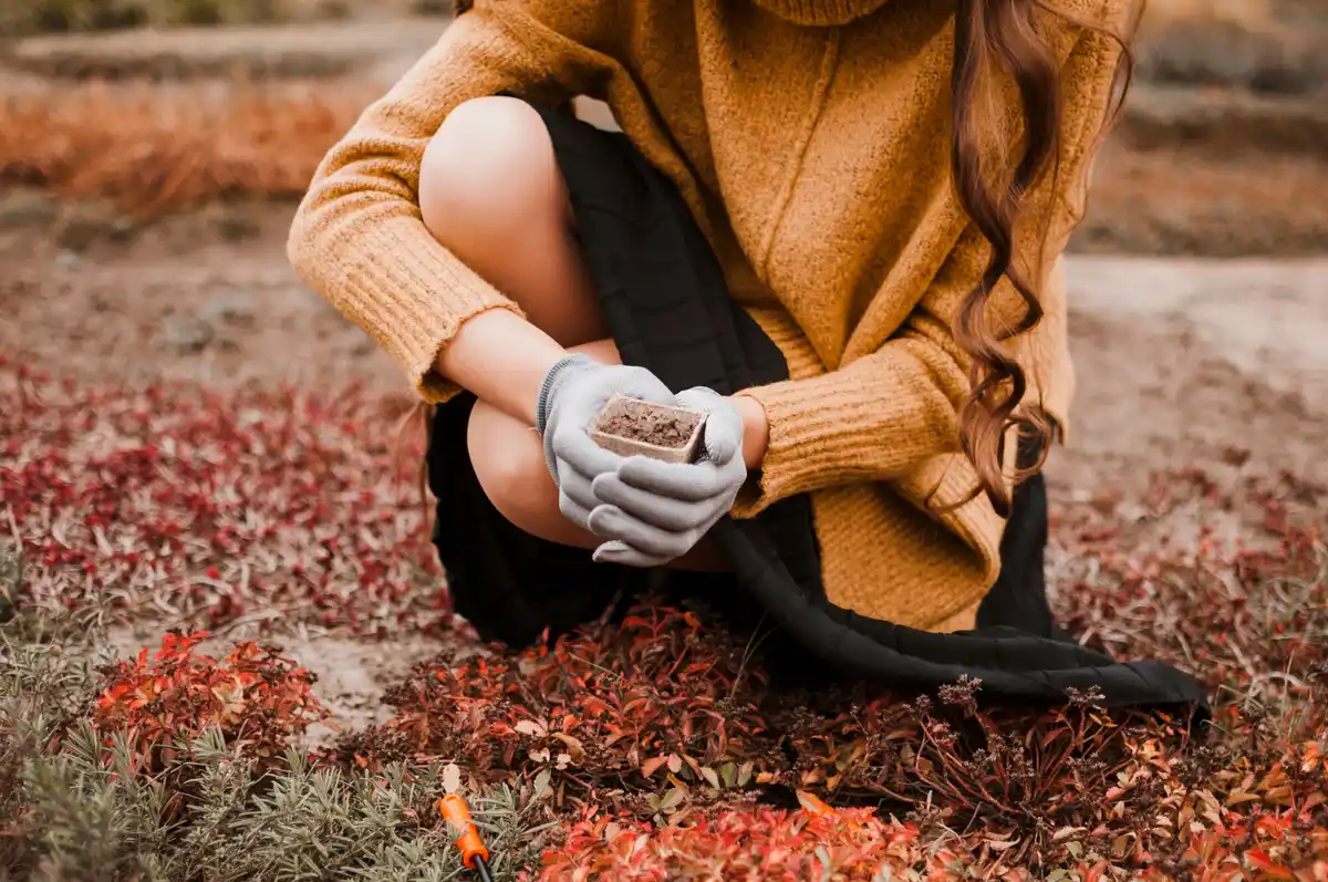 autumn fertilizing Czech garden