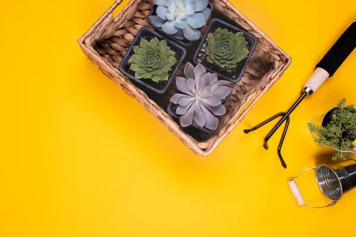succulents propagation DIY colorful Czech interior