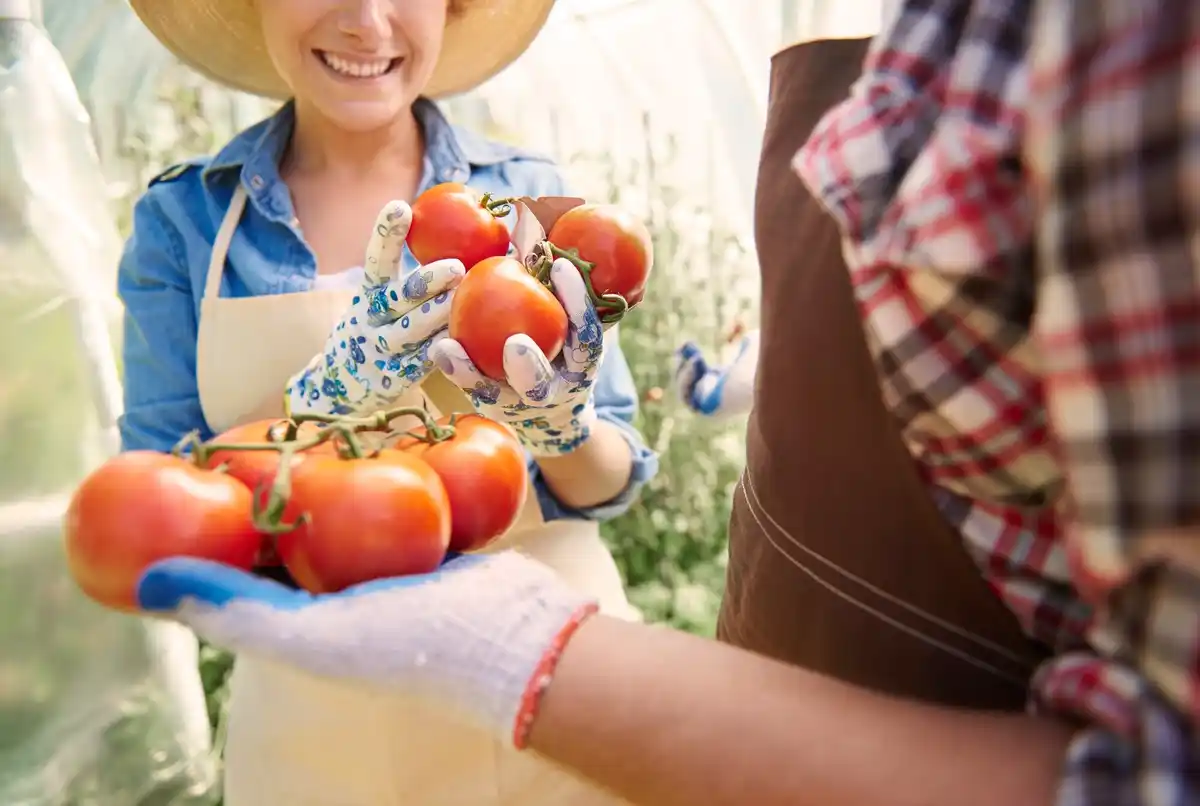 czech family greenhouse tomatoes peppers sunset warm light
