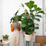 wilting houseplants in Czech living room real photo