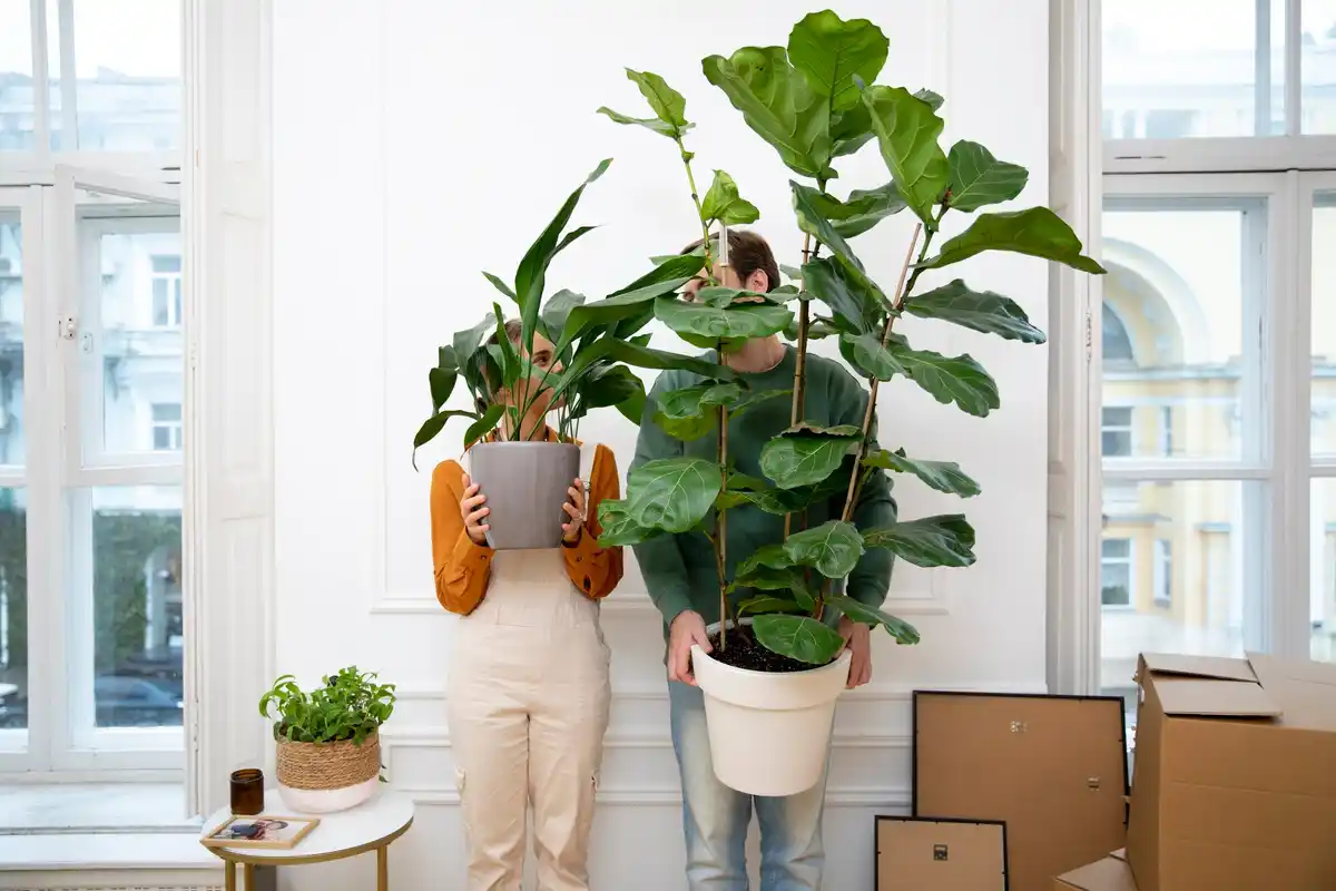 wilting houseplants in Czech living room real photo