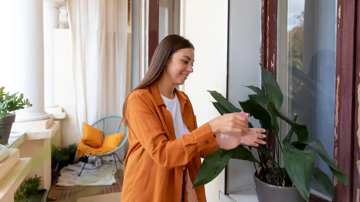 wilting indoor plants in czech apartment