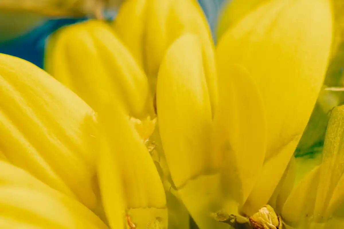 yellow leaves plants greenhouse close up