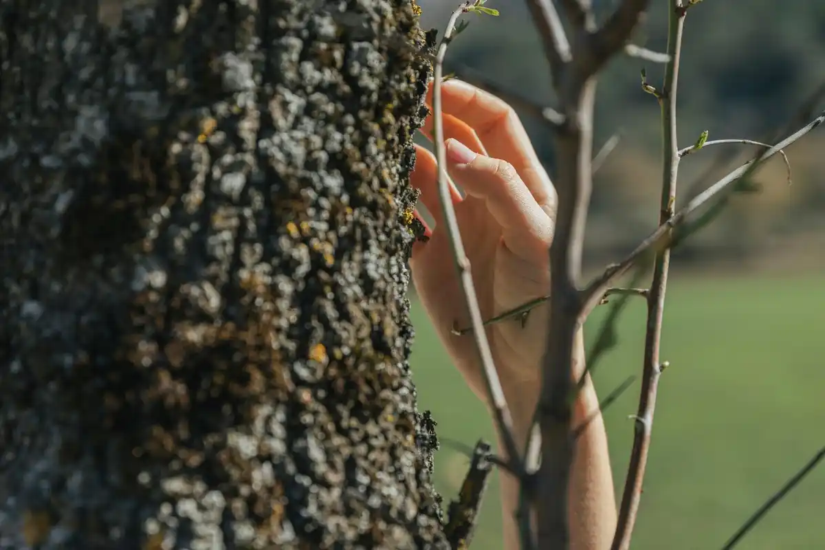 apple tree pruning mistake close up