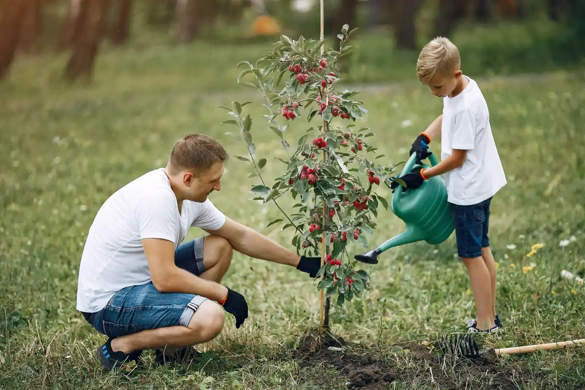 practical apple tree pruning in czech garden