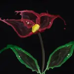 phalaenopsis orchid ice cube myth illustration