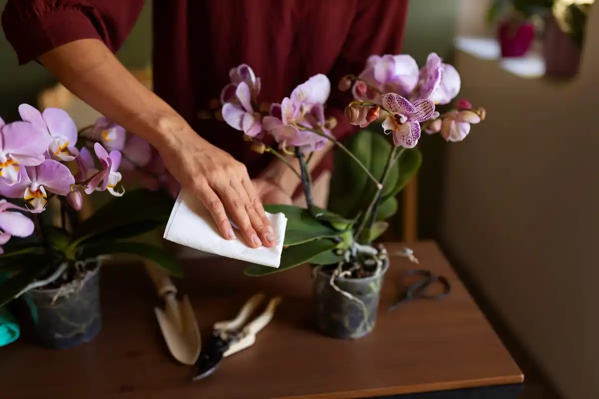 orchid care ice cube myth czech living room