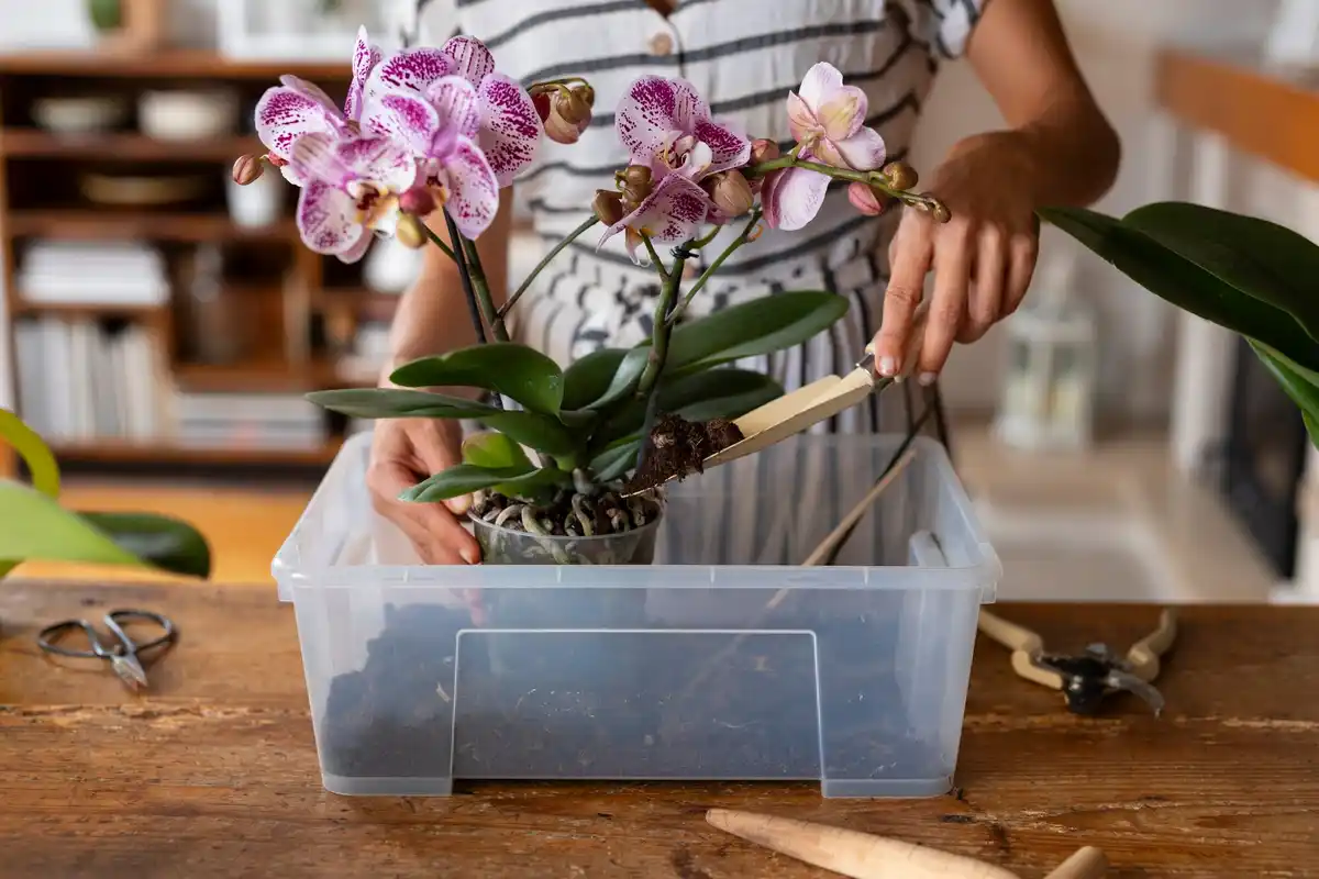 phalaenopsis orchid watering home window czech