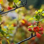 broken apple tree branch heavy fruit Czech garden summer