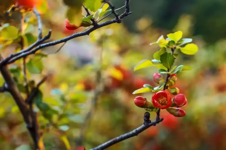 broken apple tree branch heavy fruit Czech garden summer