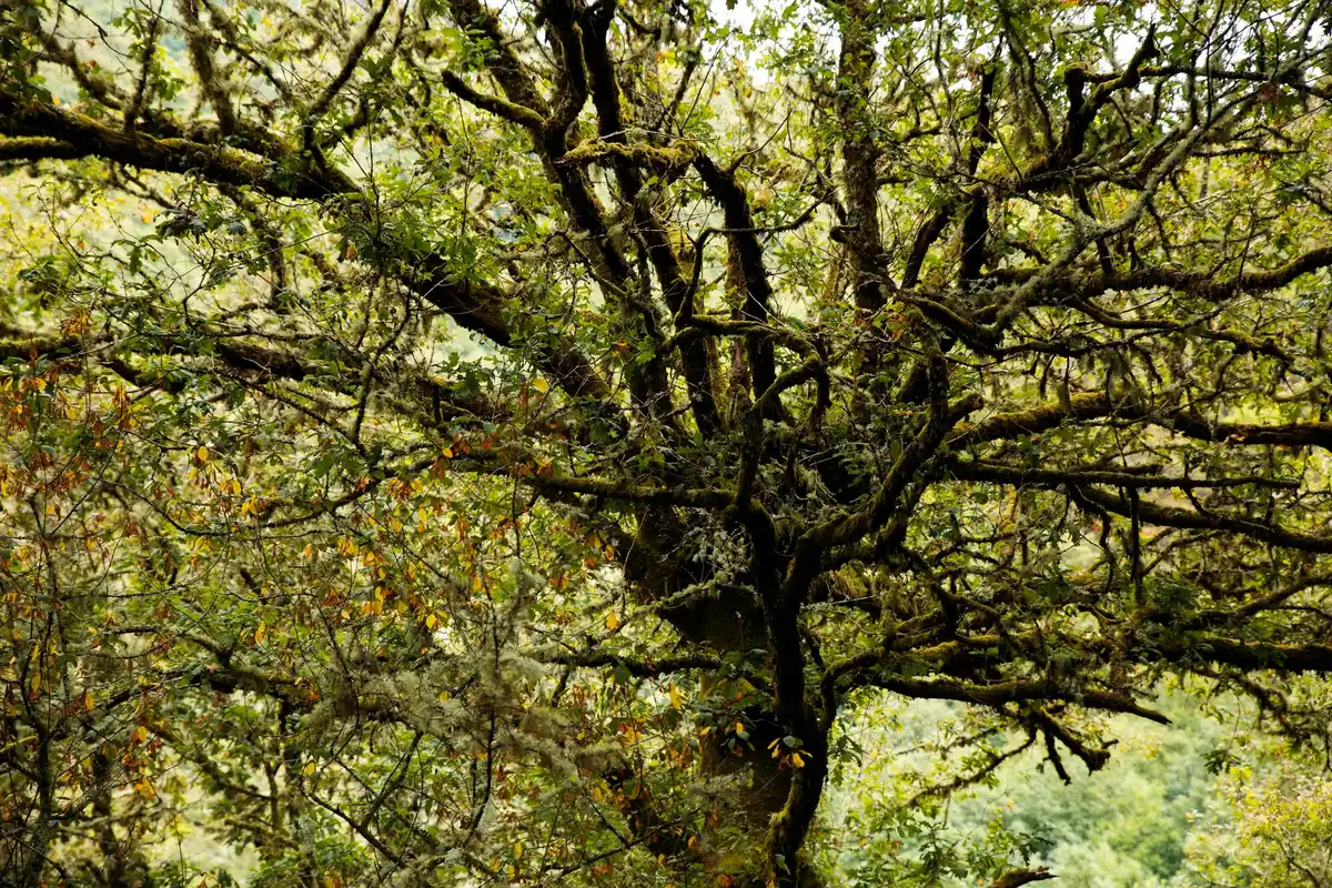 old apple tree with strong branches Czech garden