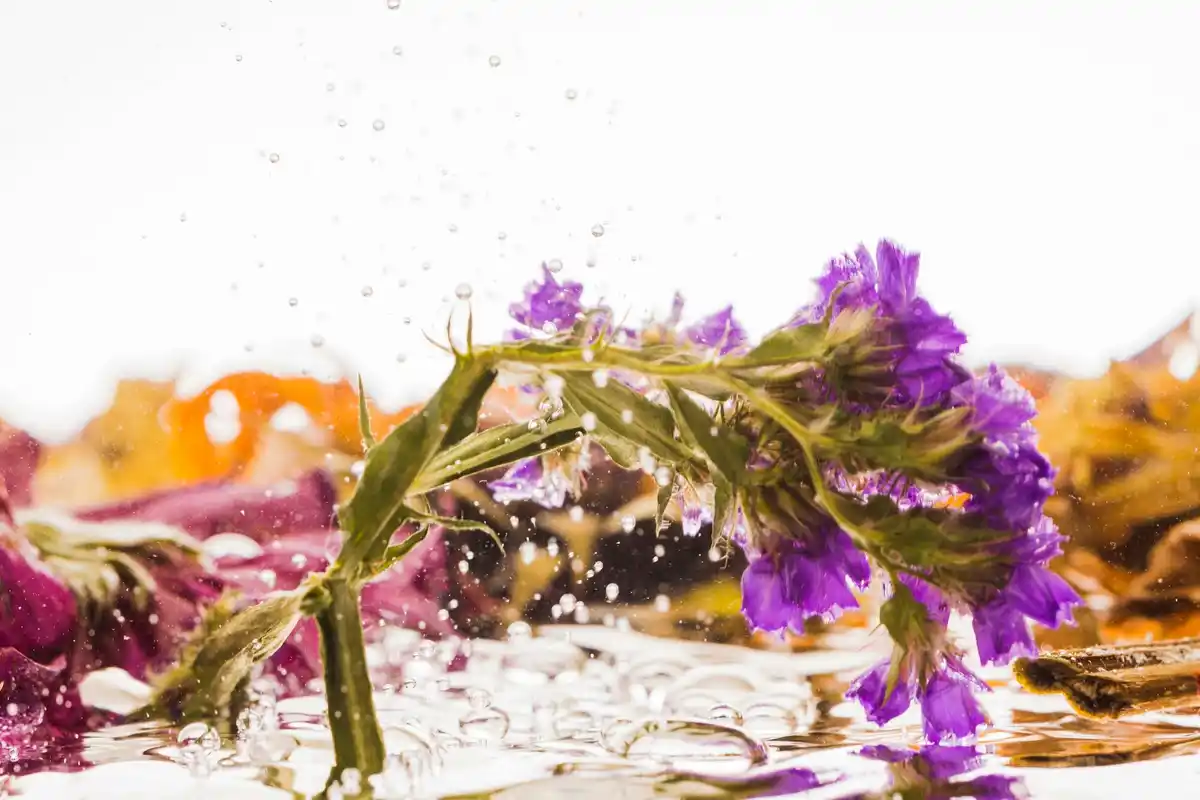 rainwater tank garden flowers czech