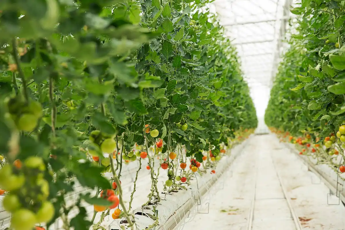 wilted tomatoes in greenhouse due to ventilation error