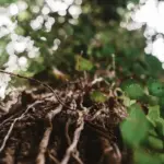 pear tree watering mistake soil roots close up