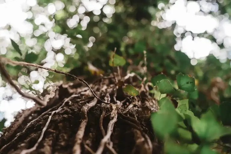 pear tree watering mistake soil roots close up