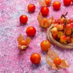 autumn tomatoes in Czech garden