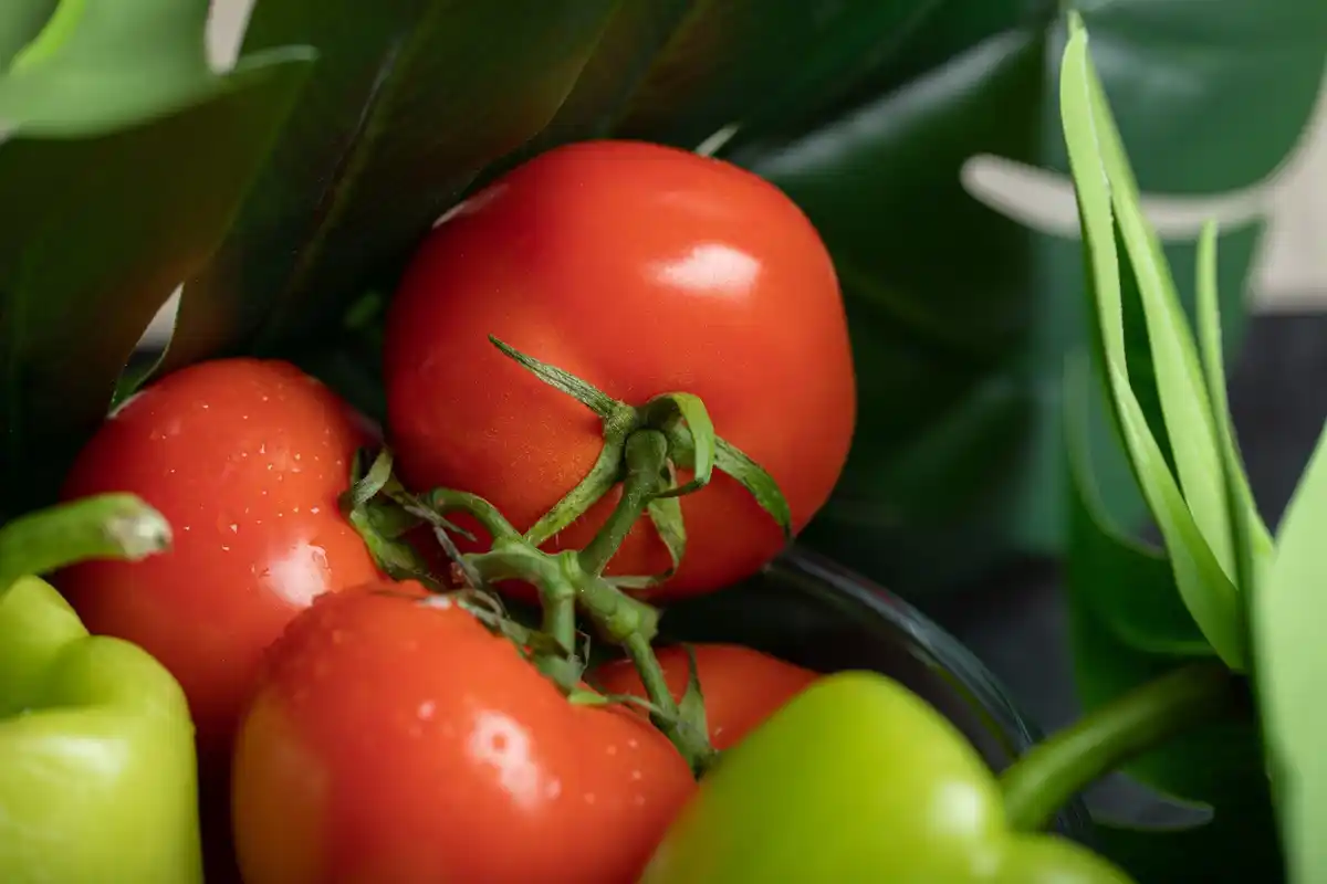 ripe and unripe tomatoes autumn garden Czech