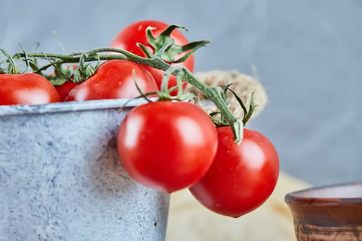 czech home garden fertilizing tomatoes closeup