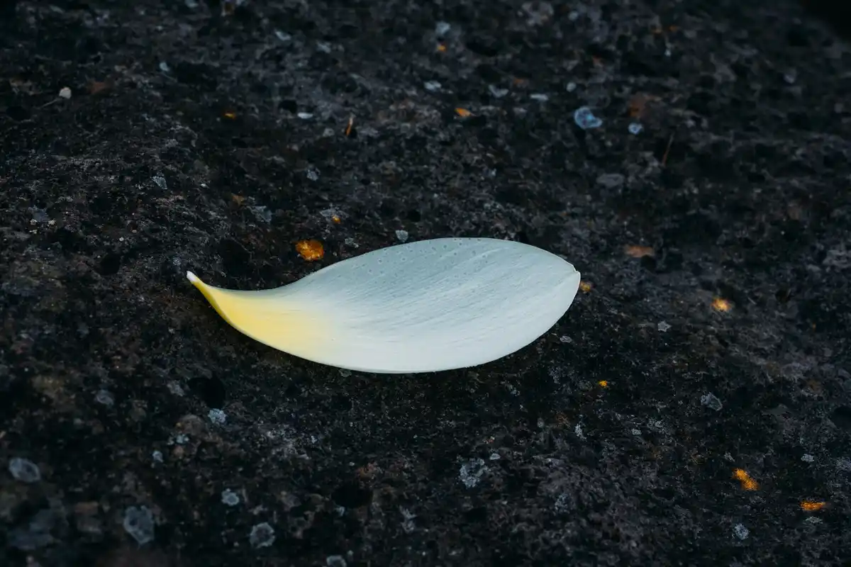 raindrops on garden soil after fertilizing