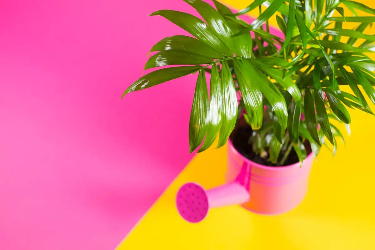 indoor plants with yellow leaves poor soil illustration