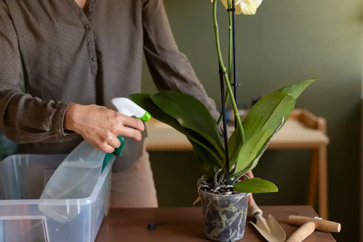 senior watering indoor plants with self watering pot and spray bottle