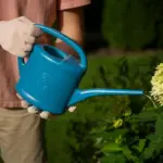 watering seedlings daily in czech garden close up