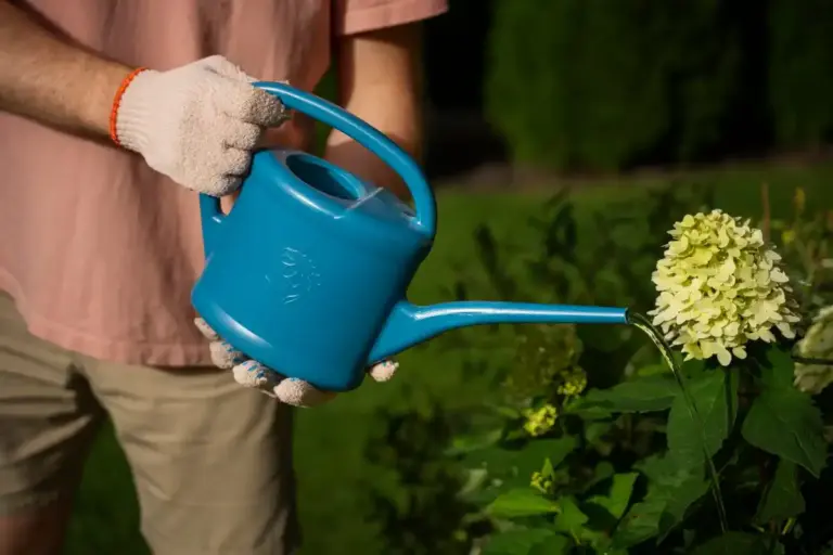 watering seedlings daily in czech garden close up