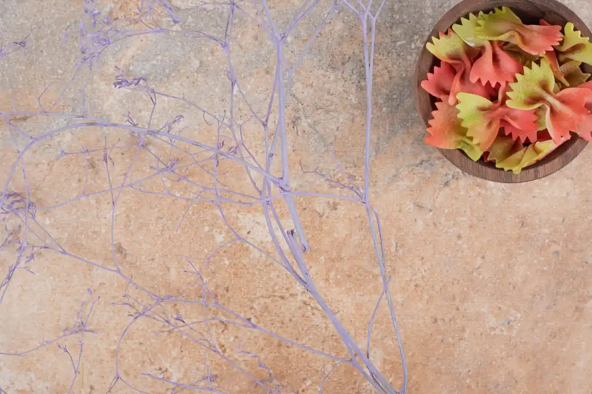 overwatered tomato seedlings roots czech detail