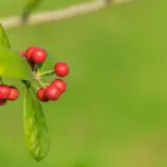 homegrown goji berries Czech garden