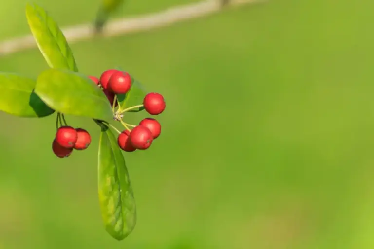homegrown goji berries Czech garden