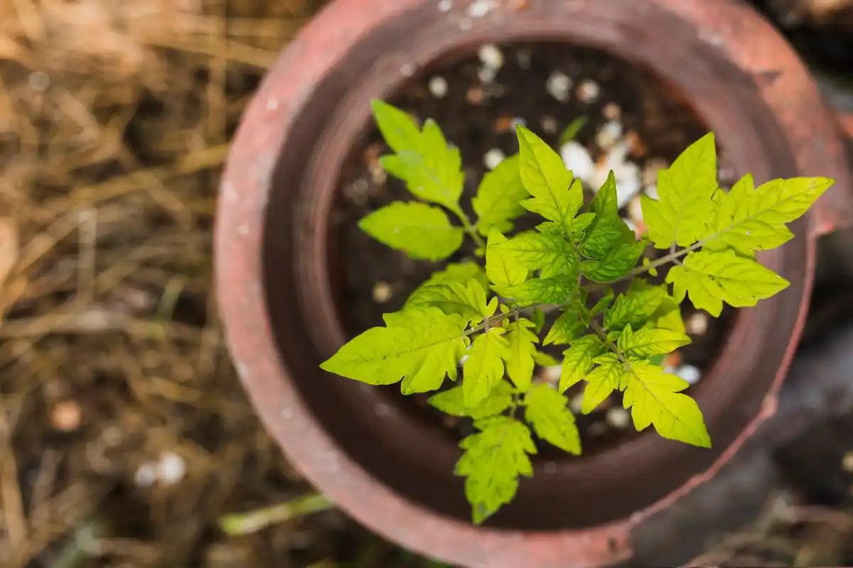 coffee grounds in garden Czech backyard tomato plants