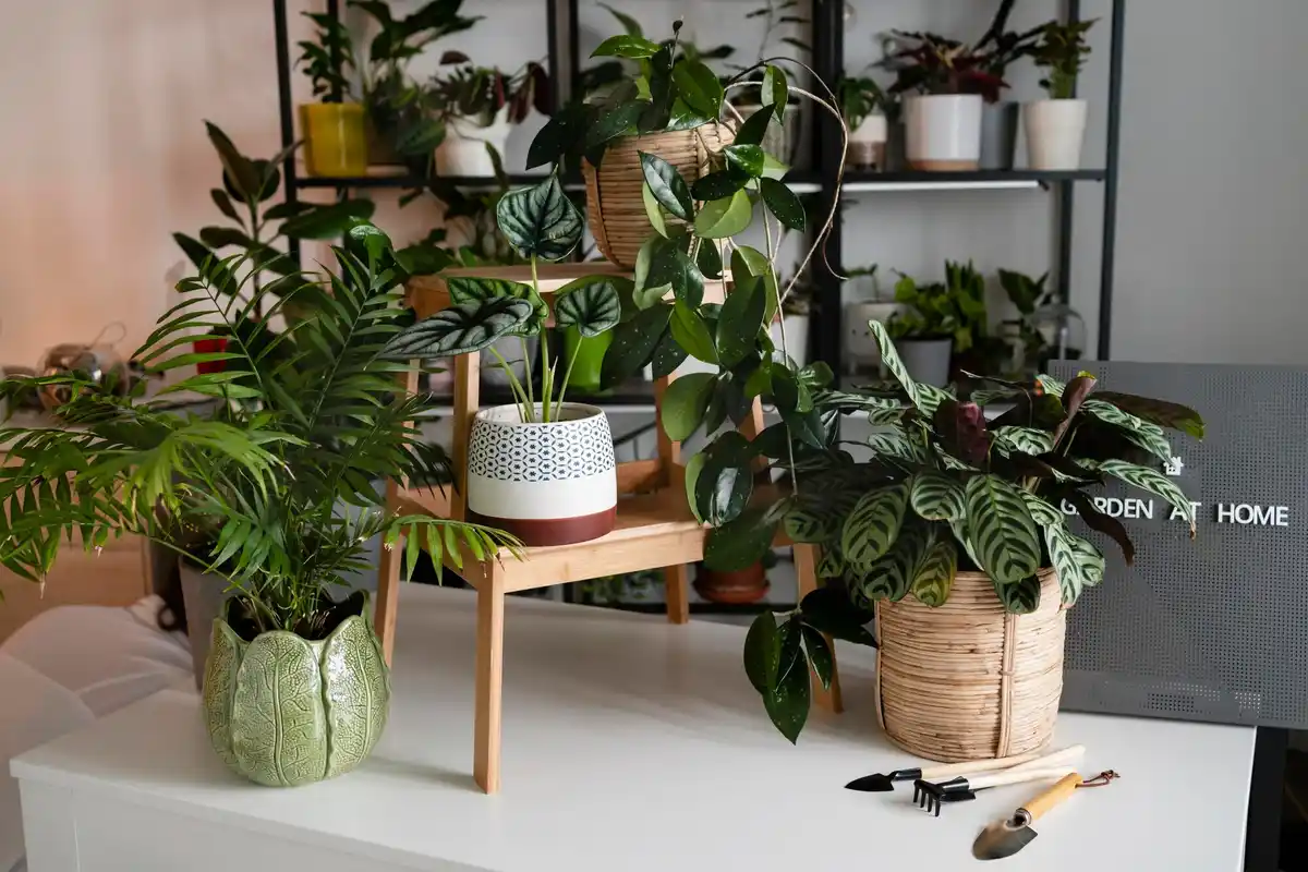 trendy houseplants in modern czech apartment