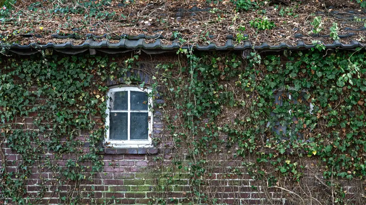 mold on wall near houseplants window czech housing