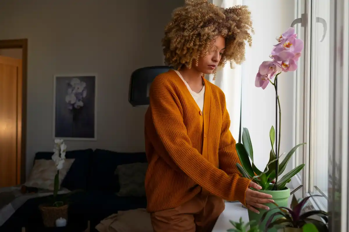 wilting houseplants windowsill urban apartment