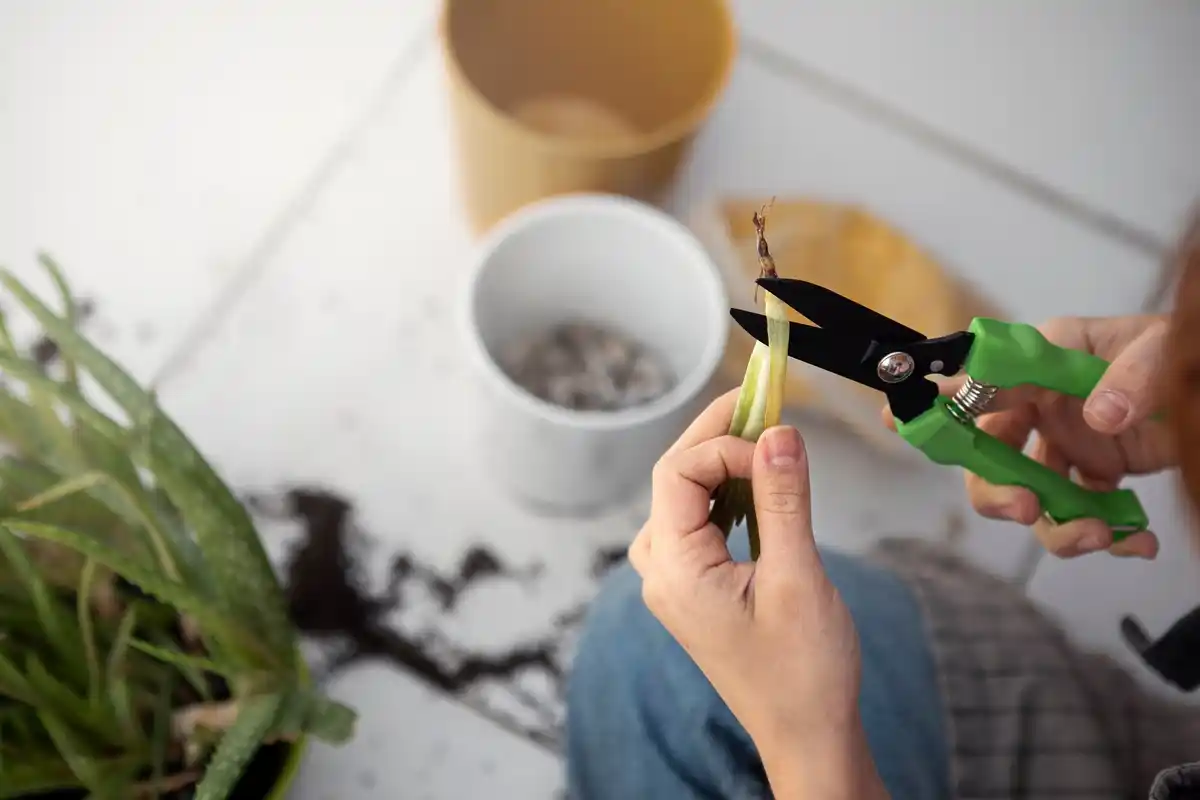 reviving dying houseplant step by step